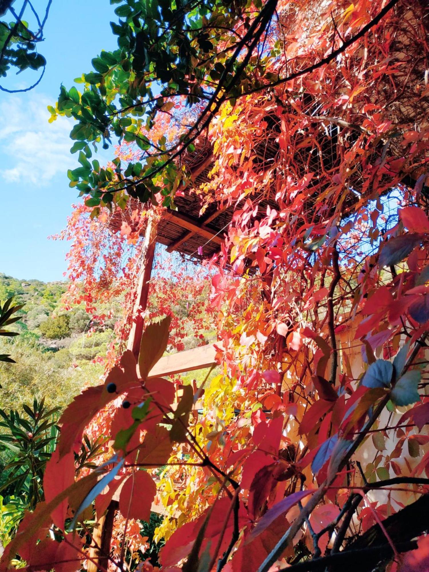 Oleander'S Garden Traditional Cretan Cottage Ферма Екстериор снимка