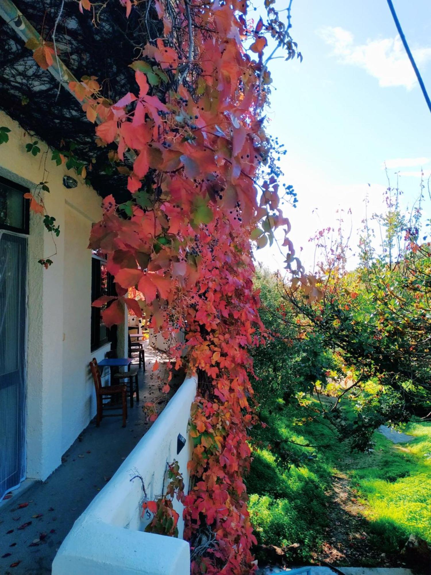 Oleander'S Garden Traditional Cretan Cottage Ферма Екстериор снимка
